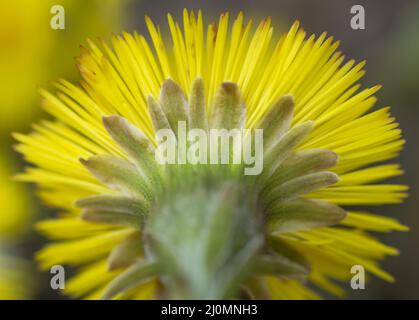 Einzelner gelber Säckchenfuß (Tussilago Farfara) im frühen Frühjahr. Coltsfoot Blume aus nächster Nähe. Makro. Selektiver Fokus. Stockfoto