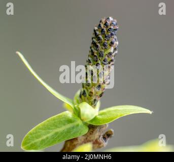 Blühende Weidenkatzen (Salix Integra Hakuro Nishiki) im frühen Frühjahr. Nahaufnahme. Details, Stockfoto