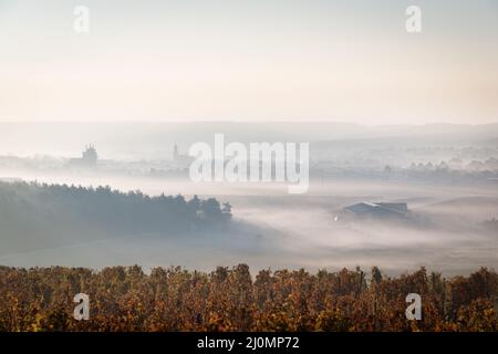 Bunte Reihen von Weinbergen im Herbst. Grüner einsamer Baum im Nebel zwischen Weinbergen. Herbst malerische Landschaft von Südmähren in Czec Stockfoto