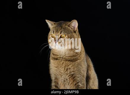 Porträt einer erwachsenen grauen schottischen geraden Katze auf schwarzem Hintergrund Stockfoto