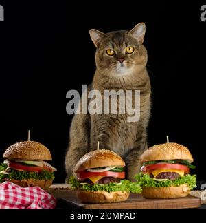 Eine Erwachsene graue schottische gerade Katze sitzt in der Nähe von Cheeseburgern auf dem Tisch Stockfoto