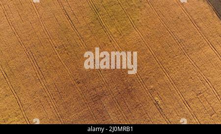 Fliegen über Feld von gelbem reifen Weizen während der Dämmerung Sonnenuntergang. Sonneneinstrahlung. Stockfoto