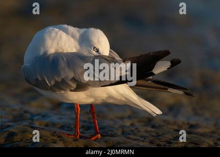 Hinterleuchtete Möwe, die ihre Flügelfedern aufreibt Stockfoto
