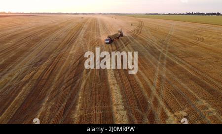 Der Traktorlader lädt einen Heuhaufen in einen mit Heuhaufen beladenen LKW Stockfoto