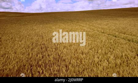 Luftdrohne Flug über Feld von gelbem reifen Weizen. Horizont-Skyline. Stockfoto