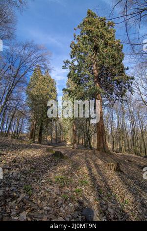 Gruppe von riesigen Sequoias Bäumen. Sequoiadendron giganteum oder Sierran Redwood, über 100 Jahre alt. Stockfoto