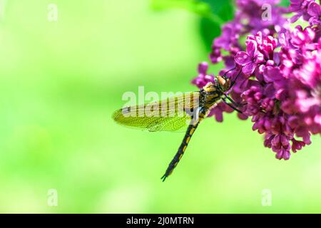 Große gelbe Libelle sitzt aus der Nähe auf einem Fliederzweig. Zweig des lila Flieders mit einer Libelle darauf Stockfoto