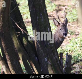 Rehe in einem Cotswold Woodland Stockfoto