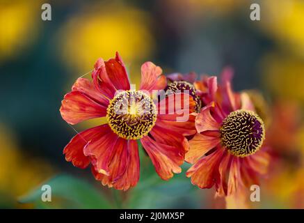 Die schönen Blumen eines Gartens zinnia, Zinnia elegans. Stockfoto