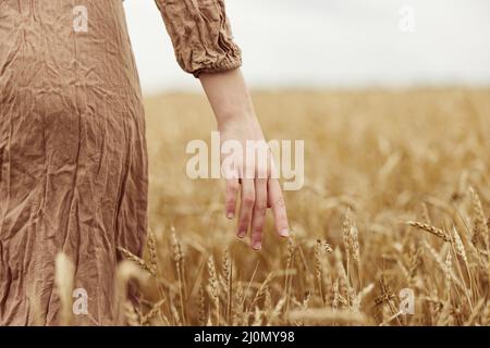 Weibliche Hand der Bauer betraf die Reifung der Weizenohren im Frühsommer endloses Feld Stockfoto