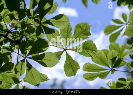 Der Rosskastanienbaum (Aesculus hippocastanum) hinterlässt grüne Blätter am blauen Himmel. Nahaufnahme. Details. Hintergrund mit flachem Fokus. Stockfoto