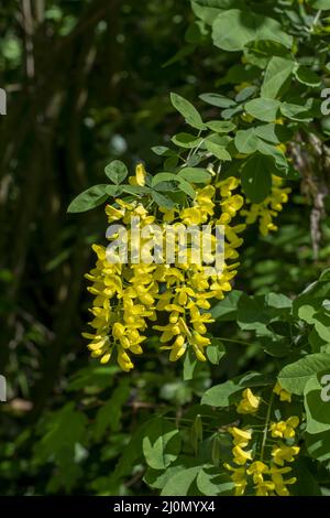 Gelbe Blüten des Laburnums (Laburnum anagyroides) im Sommer. Blühende goldene Kette oder goldener Regen im Garten. Stockfoto