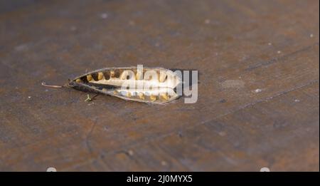 Cytisus scoparius (Sarothamnus scoparius), auch bekannt als die Samen-Schote des Besen oder Scotch Besen. Öffnen Sie den Saatgutbehälter mit den Saatgut-Anzeigen Stockfoto