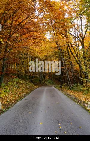 Schmale, kurvenreiche Straße führt durch einen malerischen und lebendigen, farbenfrohen Herbstwald Stockfoto