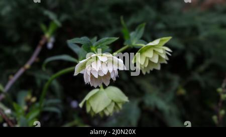 Helleborus im Bio-Garten, bekannt als Winterrose, Weihnachtsrose und Fastenrose. Familienname Ranunculaceae, Wissenschaftlicher Name Hellebores. Natur und Stockfoto