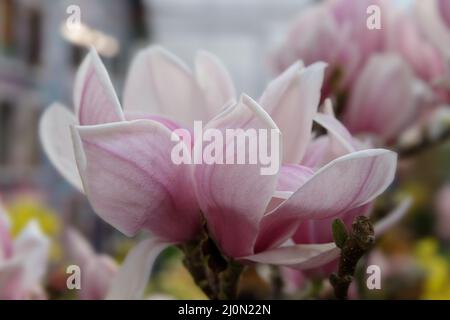 Magnolienblüten Frühlingsgarten. Schöne Blumen, Frühling Hintergrund rosa Blumen Stockfoto