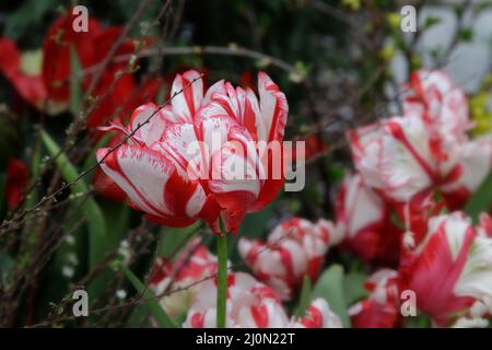 Rote und weiße Tulpen. Schönes Bouquet von Tulpen aus nächster Nähe. Bunte Tulpen im Frühling. Stockfoto