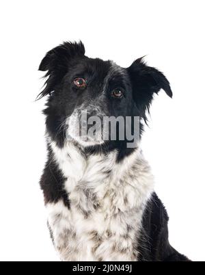 Border-Collie vor weißem Hintergrund Stockfoto
