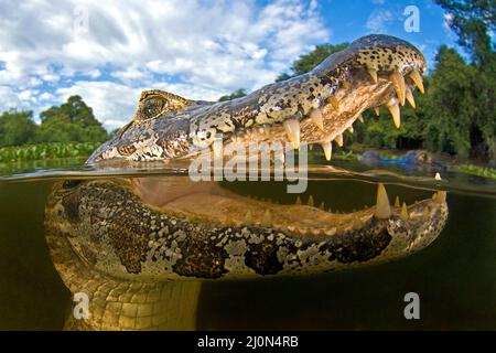 Yacare Kaimane (Caiman yacare), Split Image, Mato Grosso do Sul, Pantanal, Brasilien Stockfoto