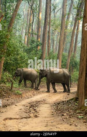 Wilder asiatischer Elefant oder Familie von Stoßern, die in der Wintersaison in der dhikala-Zone von jim corbett nationa durch den Sal Forest und den natürlichen grünen Hintergrund wandern Stockfoto