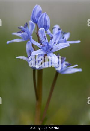 Zweiblättriger Tintenbaum (Scilla bifolia). Blaue Frühlingsblume. Nahaufnahme. Makro. Selektiver Fokus. Bokeh. Stockfoto