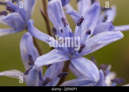 Zweiblättriger Tintenbaum (Scilla bifolia). Blaue Frühlingsblume. Nahaufnahme. Makro. Selektiver Fokus. Bokeh. Stockfoto