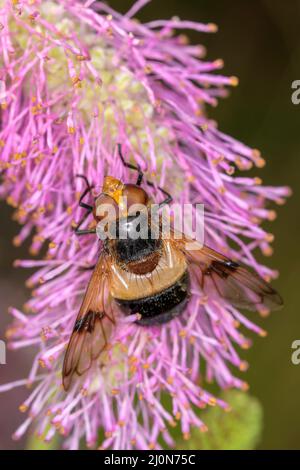 Volucella pellucens die Pelluzidenfliege oder große Pied-Hoverfly auf einer Blüte der Sanguisorba „Scapino“ Stockfoto