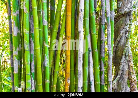 Grün gelbe Bambusbäume tropischer Wald von Luang Prabang Laos. Stockfoto