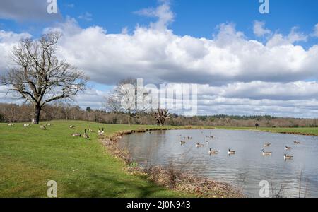 Blick auf den Coworth Park und den See, ein Landhotel in einer Parklandschaft in der Nähe von Ascot, Bergshire, England, Großbritannien Stockfoto