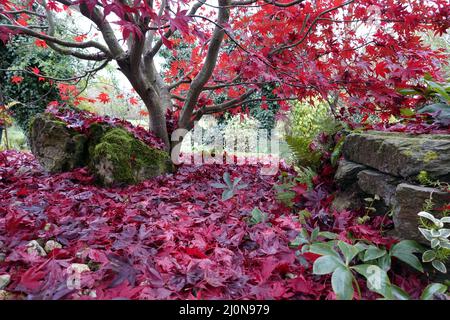 Fan Ahorn (Acer palmatum), Blätter in roter Herbstfärbung Stockfoto