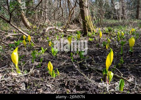 Amerikanischer Skunk-Kohl (Lysichiton americanus), eine nicht-einheimische invasive Pflanze in feuchten Wäldern, Surrey, England, Großbritannien Stockfoto