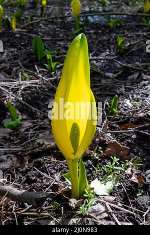 Amerikanischer Skunk-Kohl (Lysichiton americanus), eine nicht-einheimische invasive Pflanze in feuchten Wäldern, Surrey, England, Großbritannien Stockfoto