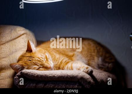 Rote Katze liegt auf dem Sofa und schläft unter dem Licht der Lampe. Geringer Fokus. Stockfoto