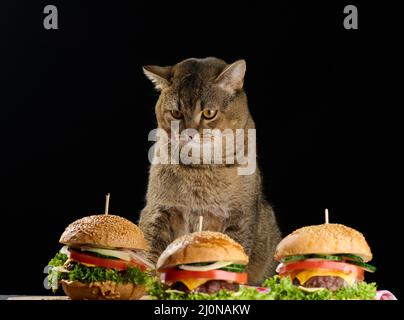 Erwachsene graue schottische Geradkatze sitzt in der Nähe von Cheeseburgern auf dem Tisch Stockfoto