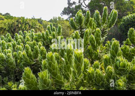 Schöne grüne Kaktusblüten Pflanzen in Kirstenbosch. Stockfoto