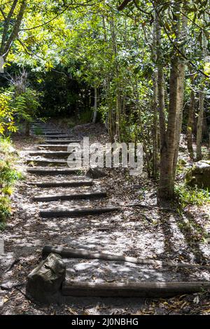 Wanderweg Wanderweg im Wald von Kirstenbosch National Botanical Garden. Stockfoto