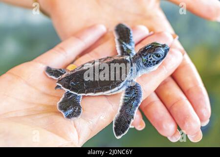 Niedliche schwarze Schildkröte Baby auf Händen in Bentota Sri Lanka. Stockfoto