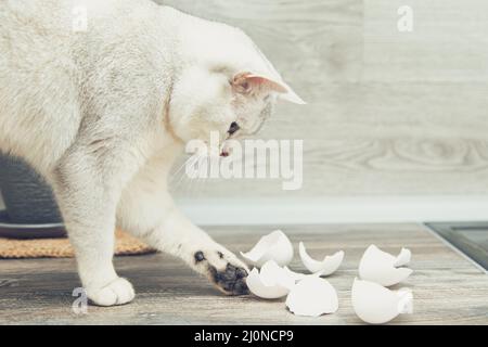 Lustige weiße britische Katze stiehlt Eierschalen aus der Küche. Stockfoto