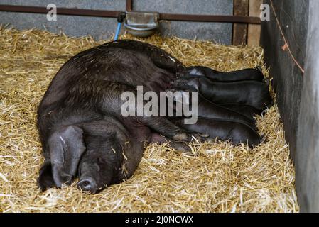 Großbritannien, England, West Country, Devonshire. Große schwarze britische seltene Rasse Schwein mit lop Ohren. Das einzige schwarze Schwein Großbritanniens. Eine Sau mit ihrem Wurf. Stockfoto