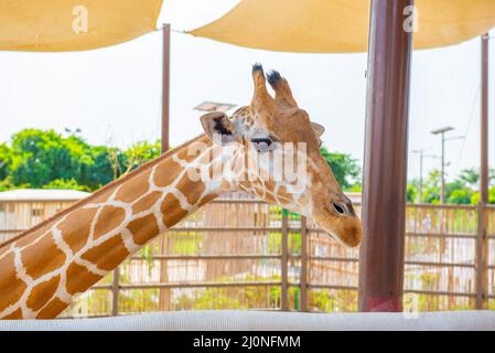 Eine wunderschöne Giraffe steht im Zoo aus der Nähe Stockfoto