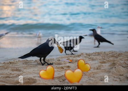 Schwarzer Vogel, der am Strand ein gelbes Herz im Schnabel hält Stockfoto