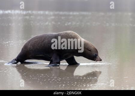 Neuseeländische Pelzrobbe (Arctocephalus forsteri) am Strand Stockfoto