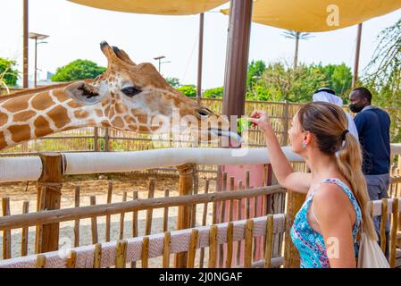 Eine Giraffe in Nahaufnahme frisst Gras aus den Händen Stockfoto