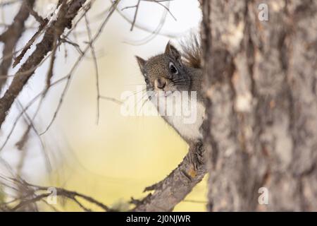 American Red Squirrel thront auf einer Zweigstelle im Grand Teton National Park, Wyoming, USA. Stockfoto