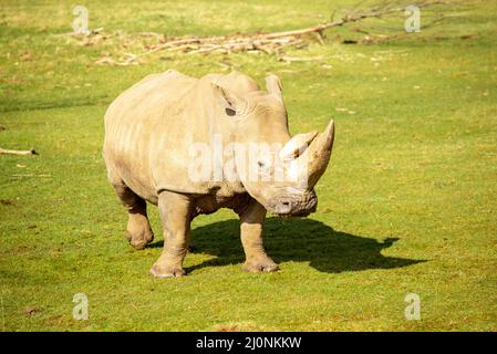 Weißnashorn, Nashorn, Ceratotherium simum, grasen an einem sonnigen Tag Stockfoto