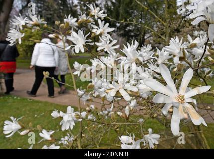 20. März 2022, Nordrhein-Westfalen, Leverkusen: Die Blüten einer Zwergmagnolie blühen im japanischen Garten. Die milden Temperaturen der letzten Tage lassen die Vegetation erblühen. Foto: Roberto Pfeil/dpa Stockfoto