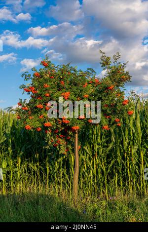 Rote Beeren auf Esche im Herbst mit grünen Blättern auf dem Hintergrund des blauen Himmels. Stockfoto