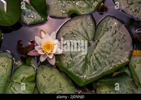 Blume der weißen Seerose in einem Teich Stockfoto