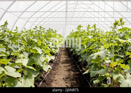 Lange Schuss Gewächshaus Pflanzen Reihen. Hohe Qualität und Auflösung schönes Fotokonzept Stockfoto