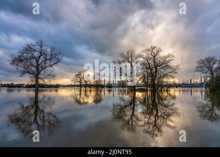 Hochwasser auf dem Rhein, Deutschland. Chempark Dormagen im Hintergrund. Stockfoto